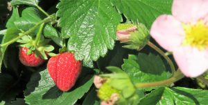 Ernährungsberatung Ernährungstherapie Lippstadt, Kreis Soest, NRW